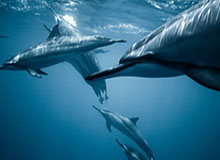 樱桃视频深度揭秘：秘闻风波背后，圈内人在酒吧后巷的角色罕见令人意外